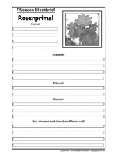 Pflanzensteckbrief-Rosenprimel-SW.pdf